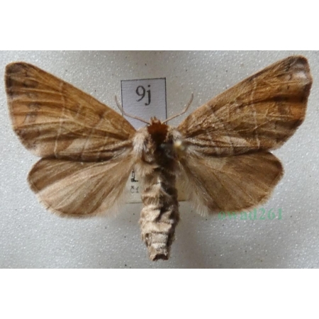 Clostera anastomosis (Linnaeus, 1758) female Wzjeżka wieszczyca Czech9j
